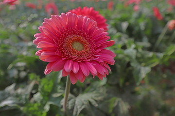 Gerbera flower