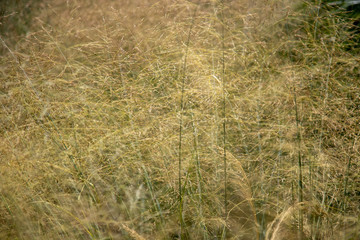 Grass