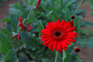 Gerbera flower