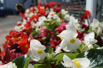 Bee flying in to pollinate