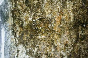 Old walls with water stains until moss