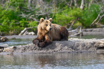 Ruling the landscape, brown bears of Kamchatka (Ursus arctos beringianus)