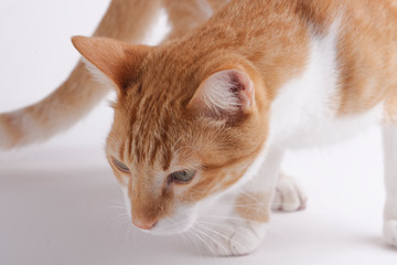 Portrait of a domestic yellow cat. The cat (Felis catus) is a small carnivorous mammal. It is the only domesticated species in the family Felidae