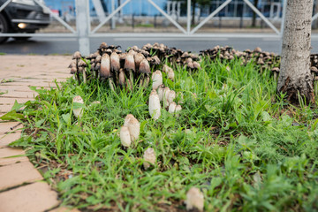 Urban landscape after rain. On the lawn, among the pavers, grew mushrooms Coprinus.