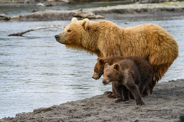 Fototapeta premium Ruling the landscape, brown bears of Kamchatka (Ursus arctos beringianus)