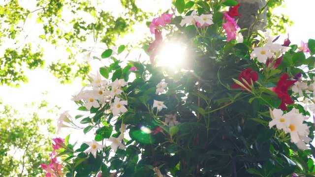 Panning with lens Sun flare through colorful flowers in a pot. Purple and white flower of Dipladenia, Mandevilla Sanderi. Low angle of Brazilian Jasmine plant in sunny day.