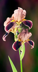 Flowers bearded iris. Close-up photo