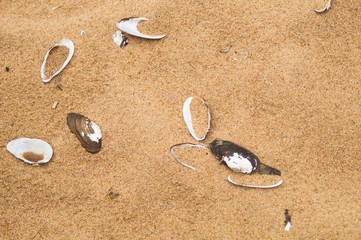 Sea shells on sand. summer beach background