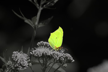 Gelber Schmetterling auf Blume vor schwarzem Hintergrund