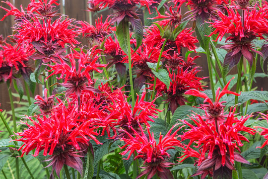 Red flowers of monarda in the garden
