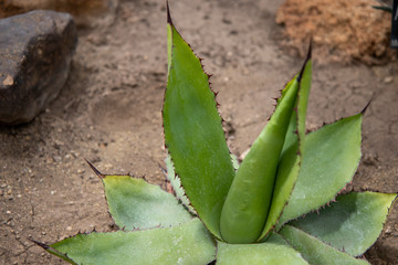 Cactus plants
