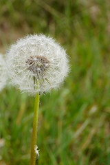 Fototapeta premium Blooming white dandelion flower