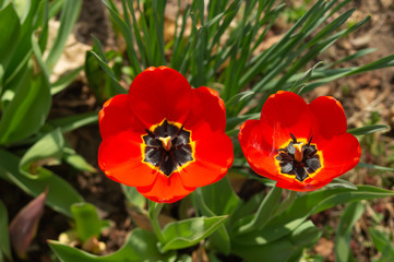 Obraz premium Red poppy flower background