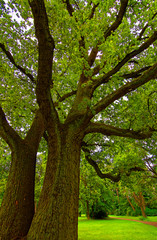 beautiful landscapes in the old park of the city of Ansbach