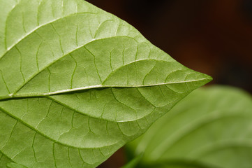 Paprika plant leaf macro. sweet pepper growth. organic growing