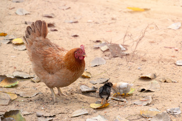 Bantam chicken and baby are living in outdoor