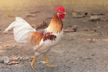 Outdoor bantam chicken standing on the ground,