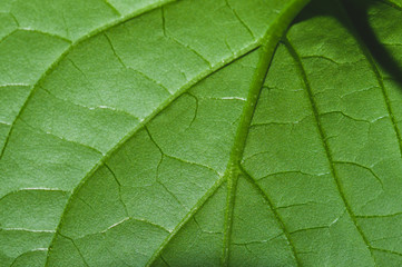 Paprika plant leaf macro. green plant growth. organic growing