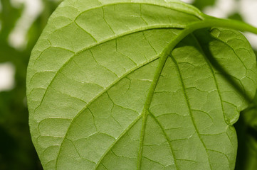 Paprika plant leaf macro. sweet pepper growth. organic growing