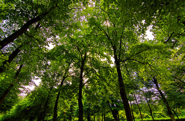 beautiful landscapes in the old park of the city of Ansbach