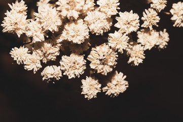 Fototapeta premium Dried white flowers close up. herbarium with copy space