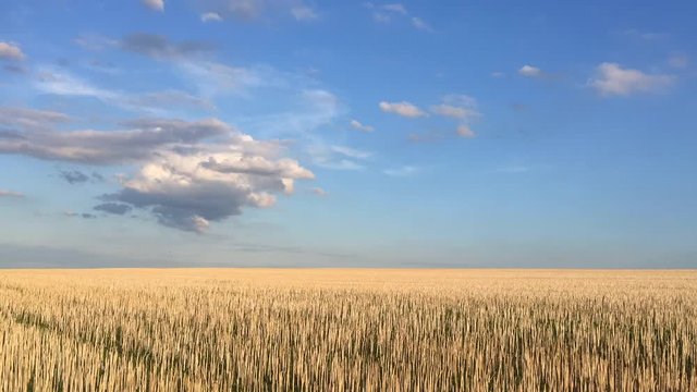 The field after harvesting in sunny day. Panorama picture with mowed wheat field  under  sunny day. Czech Republic. Time lapse