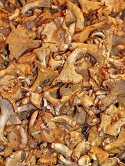 chanterelle mushrooms at a food market