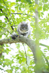 low angle view of a young blue tabby maine coon cat with white paws climbing tree balancing on branch looking down curiously