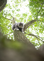 low angle view of a young blue tabby maine coon cat with white paws climbing down tall tree outdoors in the back yard looking down on a summer day