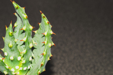 Small cactus. succulent home plant