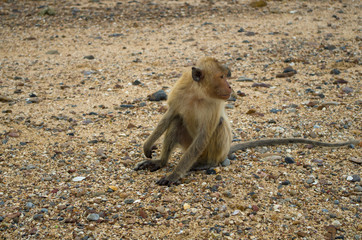 Monkey sitting at the sand