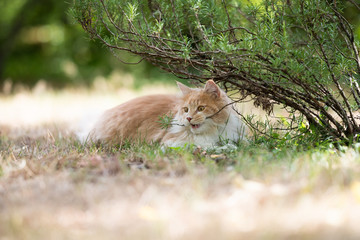 young cream tabby white ginger maine coon cat outdoors in nature chewing on a branch of a rosemary bush looking at garden on a summer day