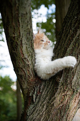 Naklejka na ściany i meble young cream tabby white ginger maine coon cat resting on a comfortable tree fork looking at back yard outdoors on a summer day