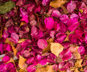  tender autumn mood in fallen pink and yellow petals and leaves of bougainvillea