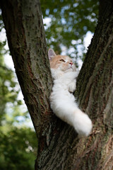 Naklejka na ściany i meble young cream tabby white ginger maine coon cat resting on a comfortable tree fork looking up outdoors in the garden on a summer day