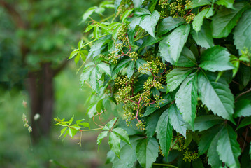 Virginia creeper Parthenocissus quinquefolia var. murorum in the summer garden