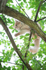 Fototapeta premium low angle view of a playful young cream tabby white ginger maine coon cat balancing on tree branch outdoors in nature