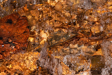 Leaves and small air bubbles trapped in frozen water.