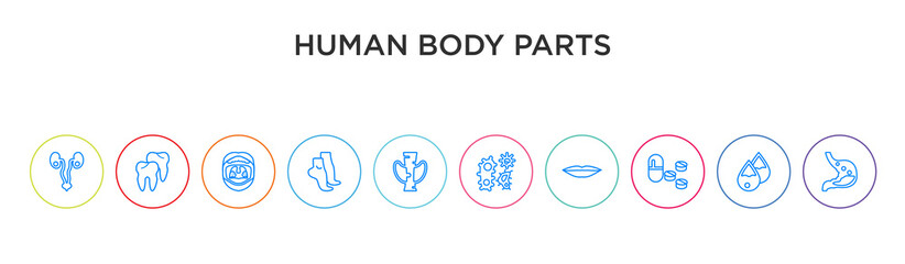 Fototapeta na wymiar human body parts concept 10 outline colorful icons