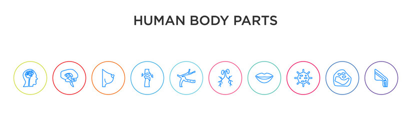 human body parts concept 10 outline colorful icons