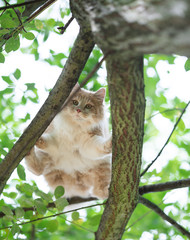 low angle view of a playful young cream tabby white ginger maine coon cat balancing between two tree branches outdoors in the garden