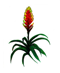 Guzmania plant watercolor illustration. house tropical plant. hand drawn exotic plant. tufted airplant.
