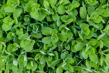 Spring green background from the plant Sedum. Succulent leaf pattern. Background image, full frame for postcards, web banner, desktop wallpaper. Top view, flat lay.