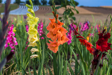 Gladiolen gelb, orange und rot © JayAr