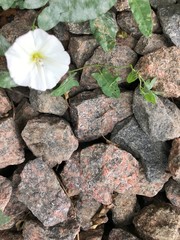 old stone wall with moss