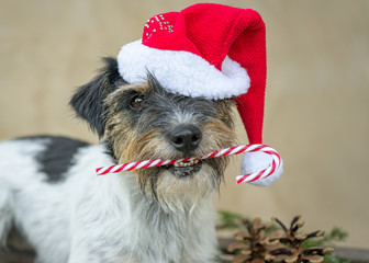Cute little dog is holding a candy cane in his mouth in front of brown background and is lying on a sledge