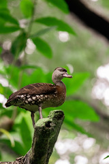 Close-up shot of a brown colored duck against a vivid lush green background