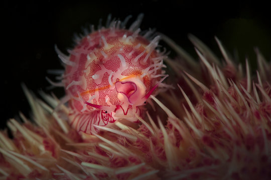 Sea snail Diminovula culmen. Underwater macro photography from Romblon, Philippines