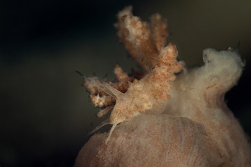 Nudibranch Phyllodesmium koehleri. Underwater macro photography from Romblon, Philippines