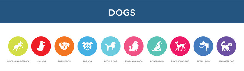 dogs concept 10 colorful icons